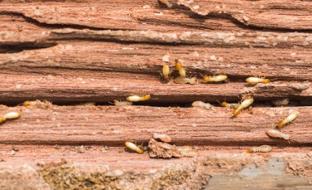 termites | sprays | Insecticides | wood | Long Island Pest Control | New York | Insects | Mice | Rats | Bugs | Animals | Rid | Pests | Nassau County | Home