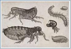 Rid, Fleas, Pest Control Long Island, flea control, Long Island, New York, infestation, pest control, exterminating, cat fleas, dog fleas, foxes, opossums, raccoons, tapeworms, insects, parasites, rodents, roof rats