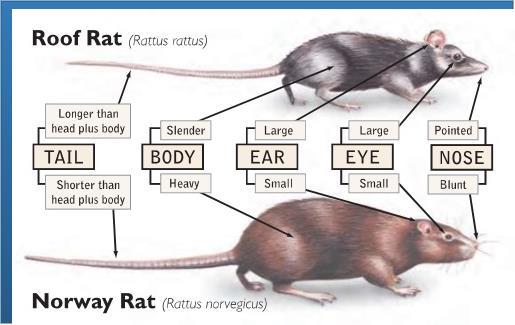 Rat Types | Norway | Roof | Attic | Walls | Noise | Stop | Long Island Pest Control | New York | Insects | Mice | Rats | Bugs | Animals | Rid | Pests | Nassau County | Home