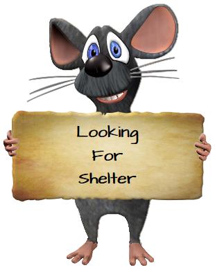 Mouse | Mice | Infestation | Removal | Attic | Walls | Noises | Long Island Pest Control | New York | Insects | Mice | Rats | Bugs | Animals | Rid | Pests | Nassau County | Home