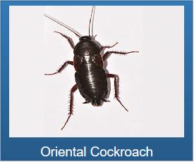 Long Island Pest Control | New York | Insects | Mice | Rats | Bugs | Animals | Rid | Pests | Nassau County | Home | Roach | Cockroaches | House