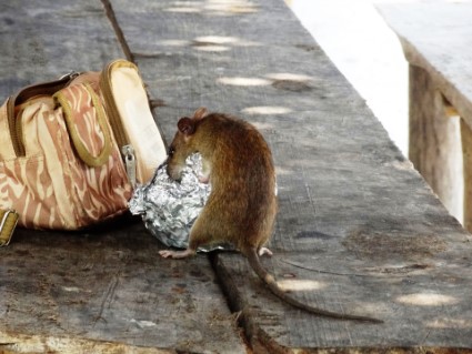 Attic | Walls | House | Infestation | Long Island Pest Control | New York | Insects | Mice | Rats | Bugs | Animals | Rid | Pests | Nassau County | Home
